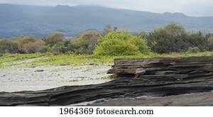layered rock on santiago island; galapagos, equador