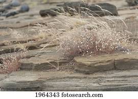 layers of rock and dry grasses; santiago island, galapagos, equador