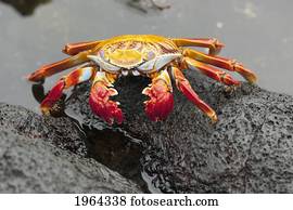 sally lightfoot crab (grapsus grapsus); galapagos, equador