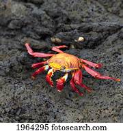 sally lightfoot crab (grapsus grapsus); galapagos, equador