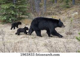 two black bear cubs following their mother in jasper national park; alberta, canada