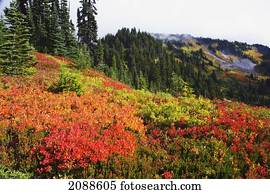 Beautiful autumn colors and tatoosh mountains mt. rainier national park; washington state united states of america