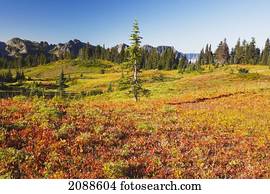 Beautiful autumn colors and tatoosh mountains mt. rainier national park; washington state united states of america