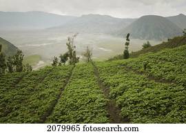 Gunung, bromo, (volcano, bromo);, java, indonésia