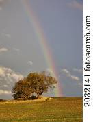 un, arco irirs, encima, un, campo, con, un, tree;, northumberland, inglaterra