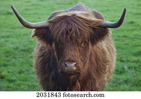 Yak Stock Images | Our Top 1000+ Yak Photos | Fotosearch