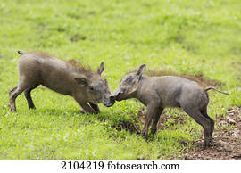Baby warthogs (phacochoerus africanus) playing at ngorongoro crater; tanzania