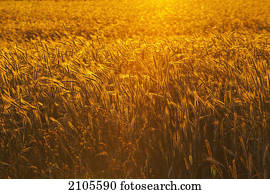 campo de trigo, en, sunset;, farnham, quebec, canadá