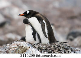 Gentoo penguins (pygoscelis papua); antarctica