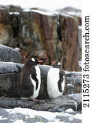 Gentoo penguins (pygoscelis papua); antarctica