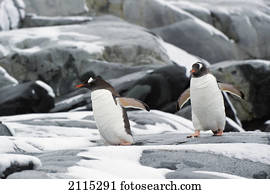 Gentoo penguins (pygoscelis papua); antarctica