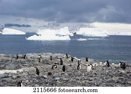 Gentoo penguins (pygoscelis papua); antarctica