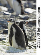 Gentoo penguins (pygoscelis papua); antarctica