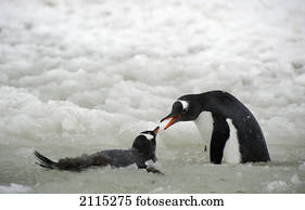 Gentoo penguins (pygoscelis papua); antarctica