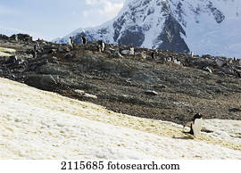Gentoo penguins (pygoscelis papua); antarctica