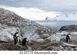 Gentoo penguins (pygoscelis papua); antarctica