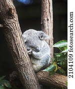 Koala;, costa ouro, queensland, austrália