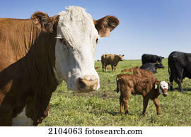 Schwarz Weißes Kuh Stock Fotos und Bilder 16.329 schwarz weißes kuh