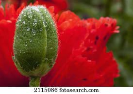 um, fechado, broto flor, e, um, vermelho, flower;, northumberland, inglaterra