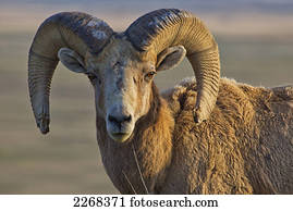 Bighorn sheep badlands national park; south dakota united states of america