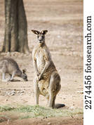 Kangaroo;, waga, waga, austrália
