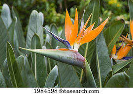 pássaro paraíso, entre, verde, Leaves.