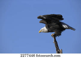 Bald eagle (haliaeetus leucocephalus);Alaska united states of america