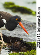 American Oystercatcher (Haematopus Palliatus) Is Seen Here Preparing To Feed On A Sea Urchin;Santiago Island Galapagos Islands Ecuador