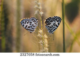 borboletas, ligado, um, stalk;Chiang, mai, tailandia