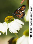 Butterfly, San Diego California, Museum Of Natural History