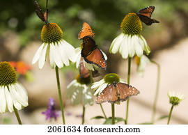 Butterfly, San Diego California, Museum Of Natural History