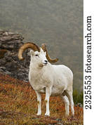 Dall's sheep (ovis dalli) ram standing near rock outcrop on ridge in alpine tundra in autumn denali national park;Alaska united states of america