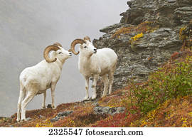 Dall's sheep (ovis dalli) rams standing by rock outcrop in alpine tundra in autumn denali national park;Alaska united states of america