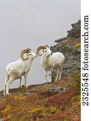 Dall's sheep (ovis dalli) rams standing by rock outcrop in alpine tundra with snow lightly falling in autumn denali national park;Alaska united states of america