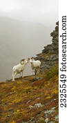 Dall's sheep (ovis dalli) rams standing by rock outcrop in alpine tundra in autumn denali national park;Alaska united states of america