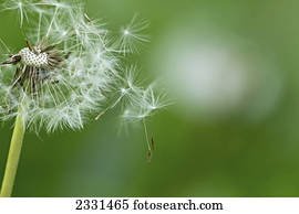 Dandelion (taraxacum) seeds floating up into the sky in summertime;Palmer alaska united states of america