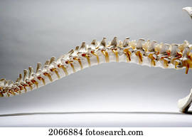 esqueleto, de, um, espinha