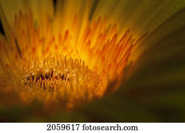 Extreme Close-Up Of Gerbera Flower; Daisy