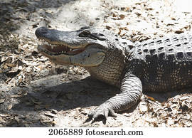 jacaré, jacksonville, flórida