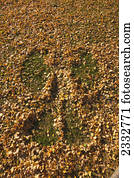 Leaf Angel imprint in fallen fall leaves, Russian Jack Park, Anchorage, Southcentral Alaska, USA.