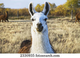 lhama, ligado, um, farm;Saskatchewan, canadá