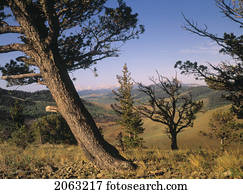 Limber Pine, Whaleback Ridge, Alberta, Canada