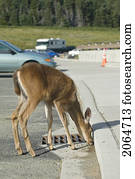 Mule Deer Licking Salt Off The Road In A Parking Lot. Olympic National Park, Hurricane Ridge, Washington, Usa