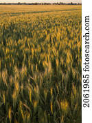 ocaso, encima, campo, de, trigo, al lado de, pueblo pequeño, saskatchewan, canadá