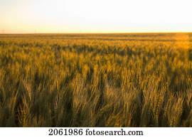 ocaso, encima, campo, de, trigo, saskatchewan, canadá