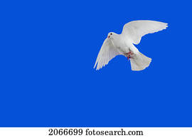 pombo branco, em, Flight.