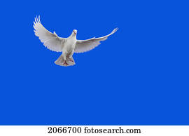 pombo branco, em, Flight.