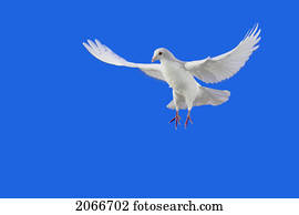 pombo branco, em, Flight.