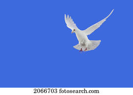 pombo branco, em, Flight.