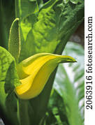 repolho gambá, flores, em, março, whistler, bc